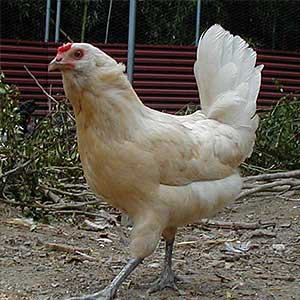 アローカナ　成鶏です