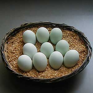 青い卵　　アローカナの卵