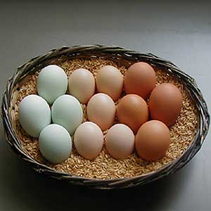 三種卵